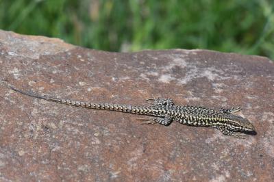 Lézard des murailles 