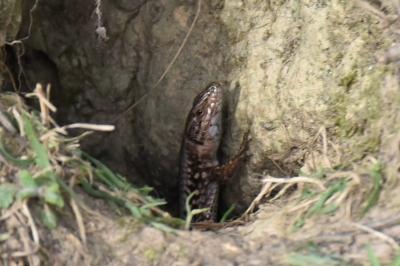 Lézard des murailles 