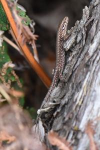 Lézard des murailles 