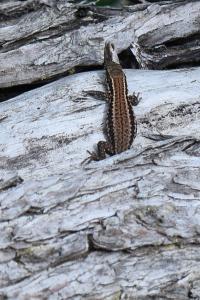 Lézard des murailles 