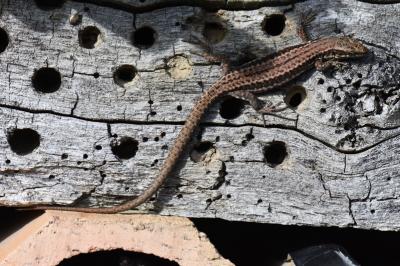 Lézard des murailles 