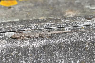 Lézard des murailles 