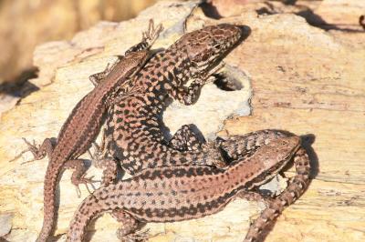 Lézard des murailles 