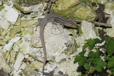 Lézard des murailles 