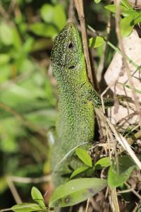 <i>Lacerta bilineata</i>