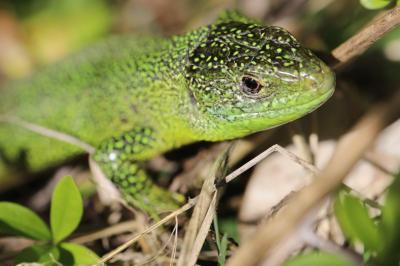 <i>Lacerta bilineata</i>