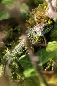 <i>Lacerta bilineata</i>