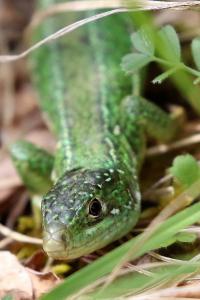 <i>Lacerta bilineata</i>