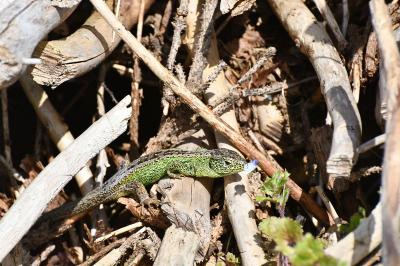 Lézard des souches 