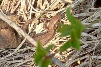 Lézard vivipare 