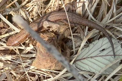 Lézard vivipare 