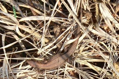Lézard vivipare 