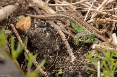 Lézard des souches 
