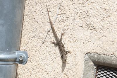 Lézard des murailles 
