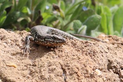 Lézard des murailles 