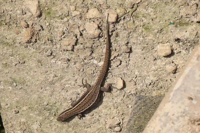 Lézard des murailles 