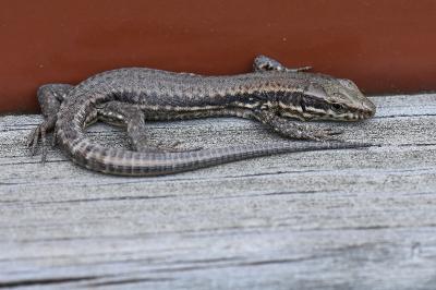 Lézard des murailles 