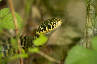 Couleuvre verte et jaune 