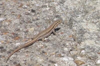 Lézard des murailles 