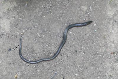 Orvet fragile 