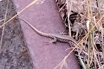 Lézard des murailles 