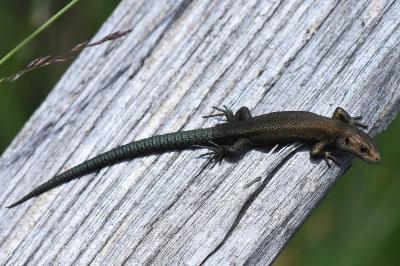 Lézard vivipare 