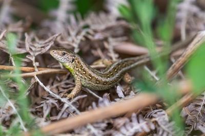 Lézard des souches 