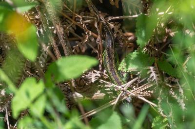 Lacerta agilis