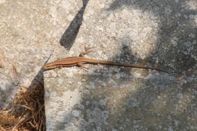 Podarcis muralis