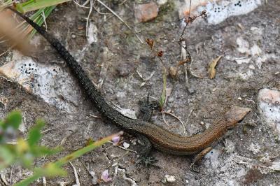 Lézard vivipare 
