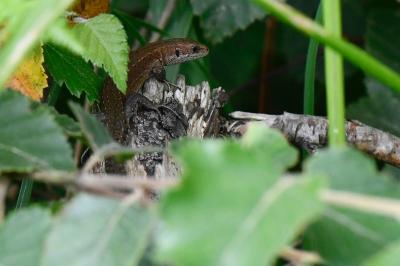 Lézard vivipare 