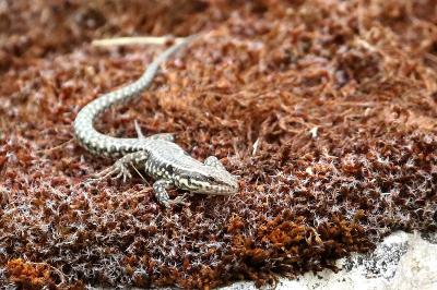 Lézard des murailles 