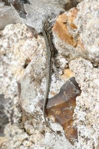 Lézard des murailles 