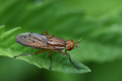 <i>Ilione albiseta</i>