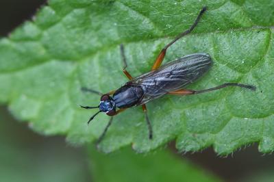 <i>Sepedon sphegea</i>