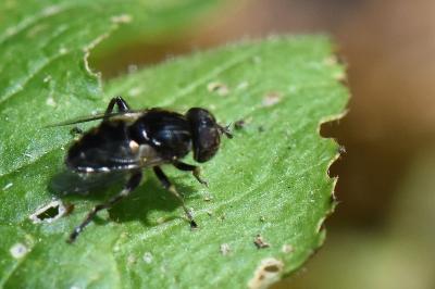 <i>Eristalinus sepulchralis</i>