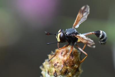 <i>Physocephala rufipes</i>