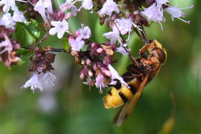 <i>Volucella zonaria</i>
