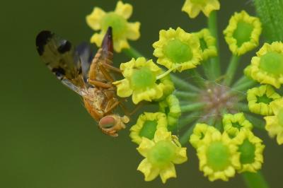 <i>Xyphosia miliaria</i>