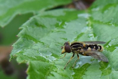 <i>Eurimyia lineata</i>