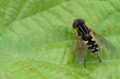 <i>Eurimyia lineata</i>