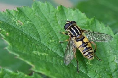 <i>Helophilus pendulus</i>