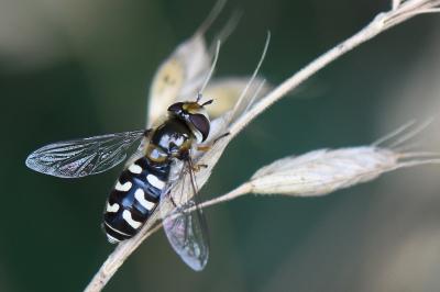 <i>Scaeva pyrastri</i>