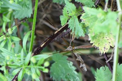 <i>Tipula maxima</i>