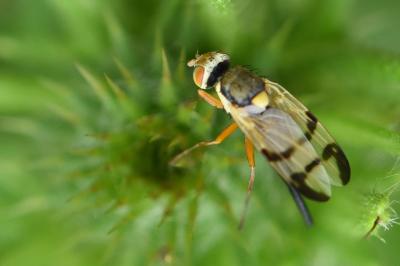 <i>Urophora stylata</i>