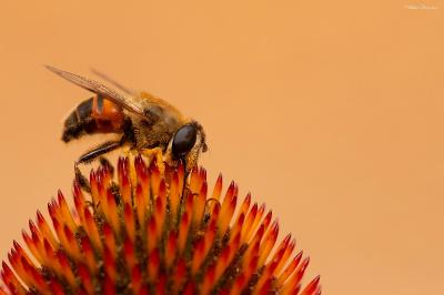<i>Eristalis tenax</i>