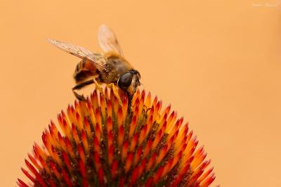 <i>Eristalis tenax</i>