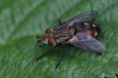 <i>Peleteria iavana</i>