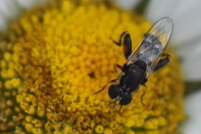<i>Syritta pipiens</i>