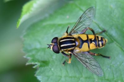 <i>Helophilus pendulus</i>